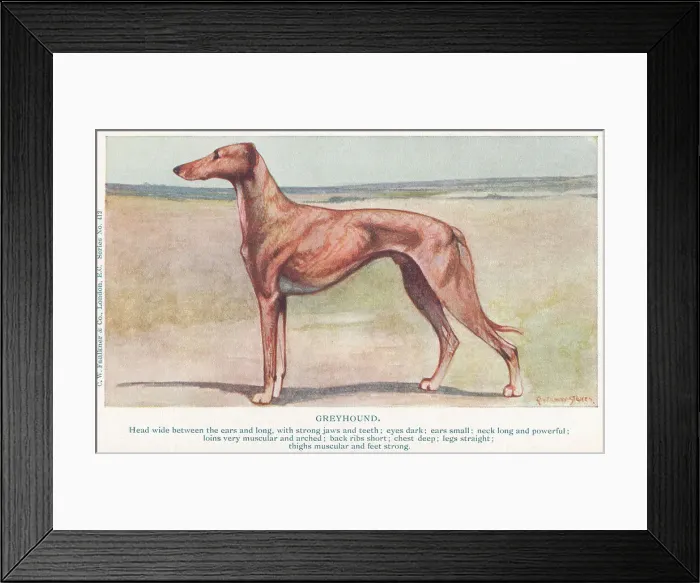 Framed Print : Greyhound. Painting of a greyhound in a moorland setting Framed Print : Greyhound. Painting of a greyhound in a moorland setting