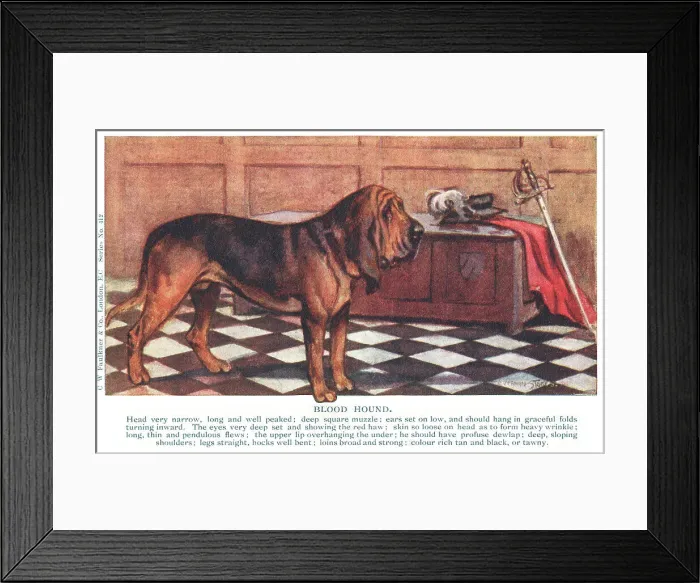 Framed Print : Bloodhound Framed Print : Bloodhound