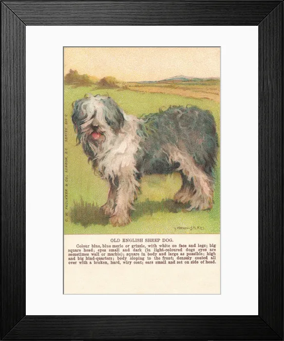 Framed Print : Sheepdog. Painting of a sheepdog in a moorland setting Framed Print : Sheepdog. Painting of a sheepdog in a moorland setting