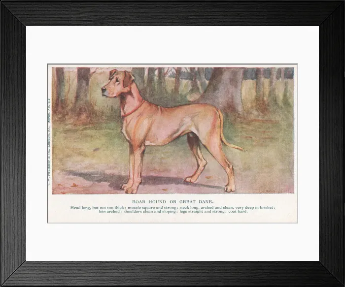 Framed Print : Great Dane Framed Print : Great Dane
