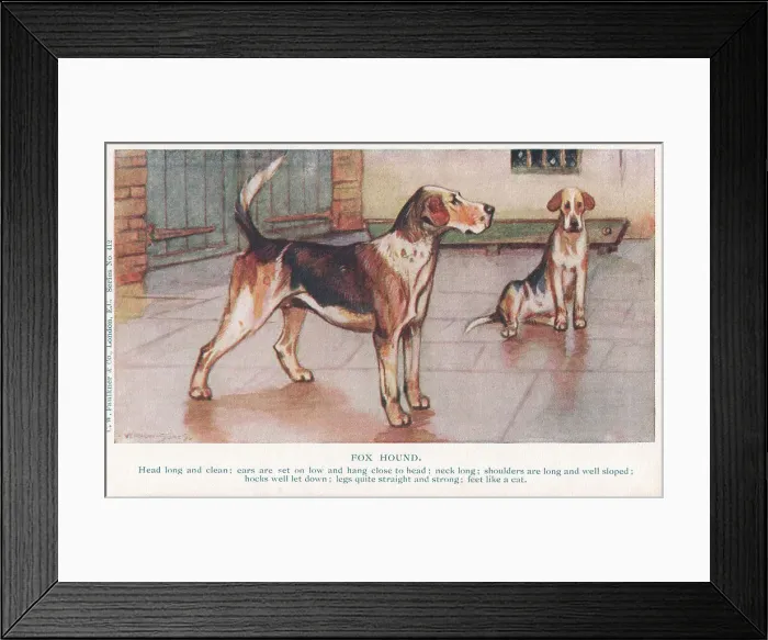 Framed Print : Foxhound. Painting of two foxhounds in a yard Framed Print : Foxhound. Painting of two foxhounds in a yard
