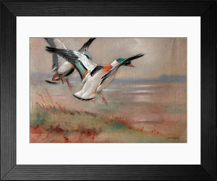 Framed Print : Birds. Shelduck landing Date: 1950s Framed Print : Birds. Shelduck landing Date: 1950s