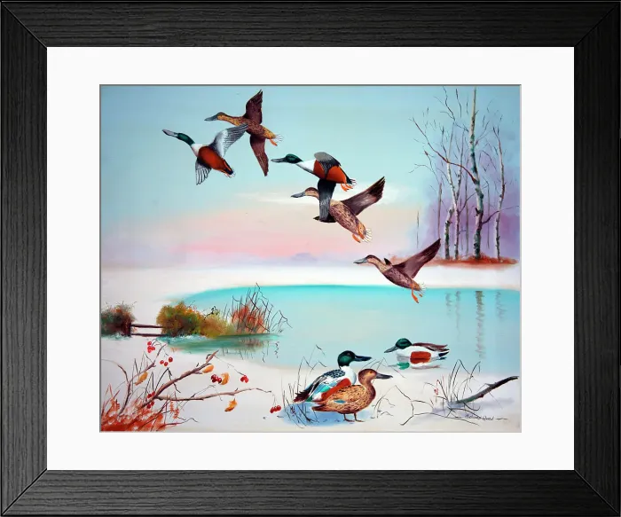 Framed Print : Birds. Shovelers in Regent's Park Date: 1950s Framed Print : Birds. Shovelers in Regent's Park Date: 1950s