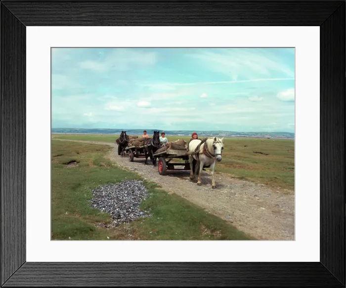 Framed Print : Gower - Cockle carts at Penclawdd Framed Print : Gower - Cockle carts at Penclawdd