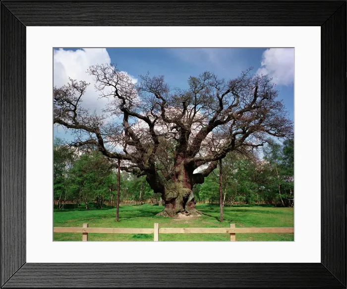 Framed Print : The Dukeries - Major Oak, Sherwood Forest Framed Print : The Dukeries - Major Oak, Sherwood Forest
