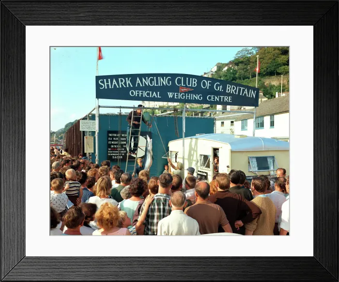 Framed Print : Weighing the catch - Shark Angling Club of Gt. Britain, Looe