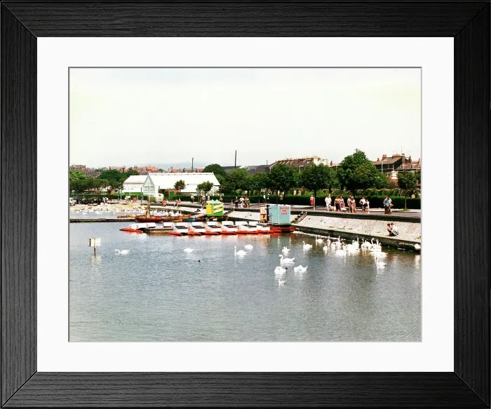 Framed Print : The Swannery, Weymouth Framed Print : The Swannery, Weymouth