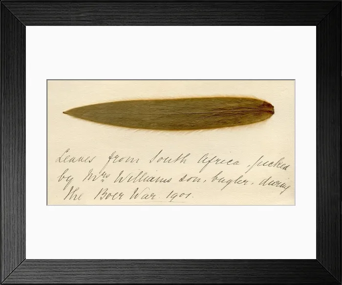 Framed Print : Leaf from South Africa picked during the Boer War Framed Print : Leaf from South Africa picked during the Boer War