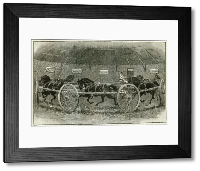 Framed Print : Horse Breaking at St. Albans - The Leisure Hour 1895 Framed Print : Horse Breaking at St. Albans - The Leisure Hour 1895
