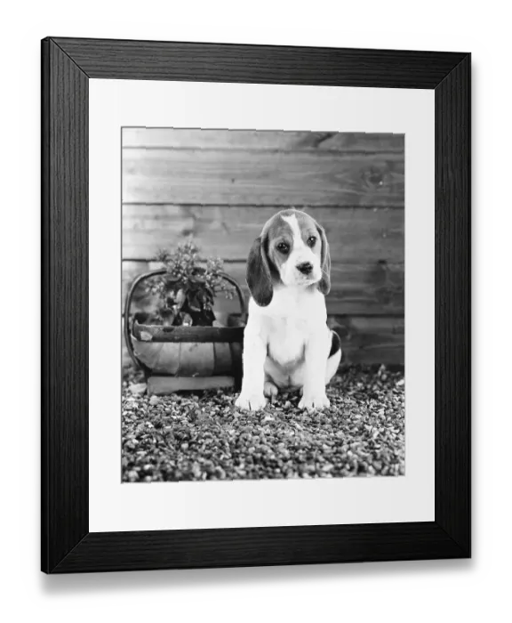 Framed Print : Beagle puppy Framed Print : Beagle puppy