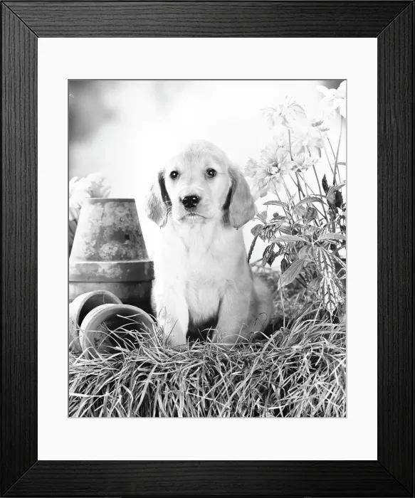 Framed Print : Labrador puppy Framed Print : Labrador puppy