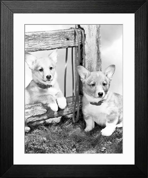 Framed Print : Corgi puppies Framed Print : Corgi puppies
