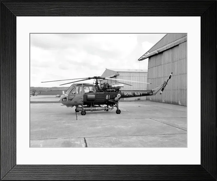 Framed Print : Westland Wasp HAS.1 XT436 Framed Print : Westland Wasp HAS.1 XT436