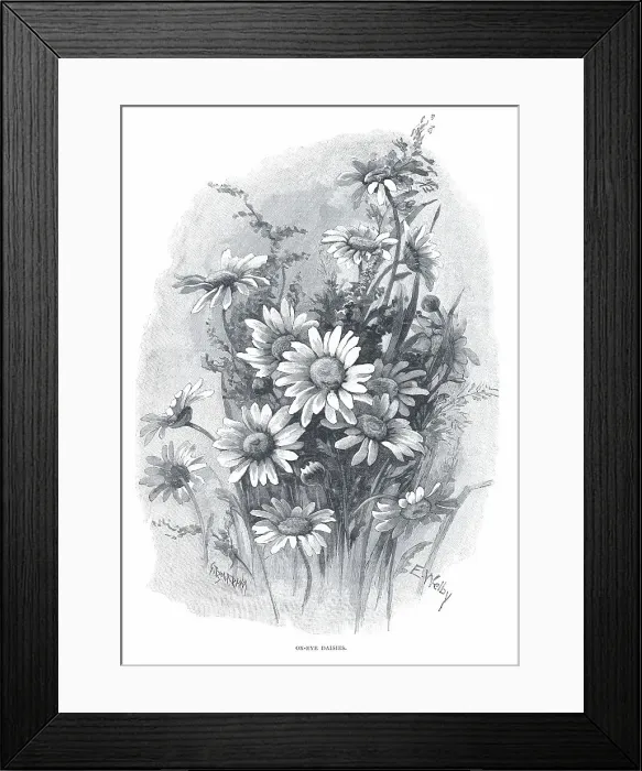 Framed Print : Ox-Eye Daisies