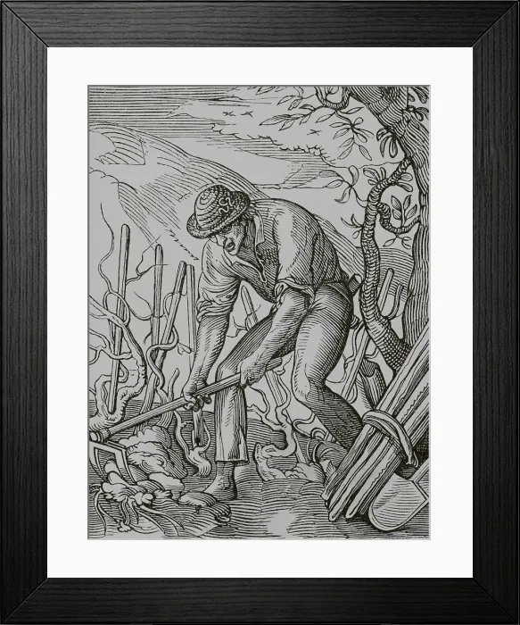 Framed Print : The wine grower, 16th century. Engraving Framed Print : The wine grower, 16th century. Engraving
