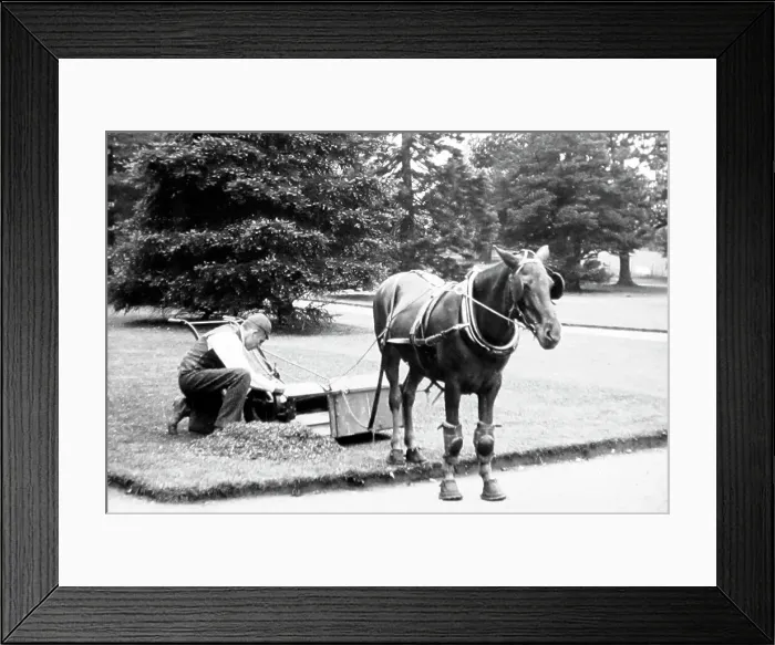 Framed Print : Horse-pulled lawn mower, Victorian period Framed Print : Horse-pulled lawn mower, Victorian period