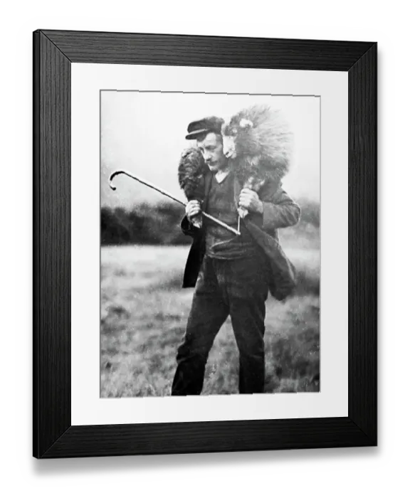 Framed Print : Shepherd with sheep, Lake District, Victorian period Framed Print : Shepherd with sheep, Lake District, Victorian period