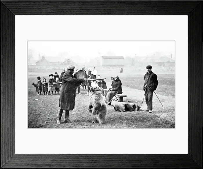 Framed Print : Making bears perform for entertainment, Victorian period Framed Print : Making bears perform for entertainment, Victorian period