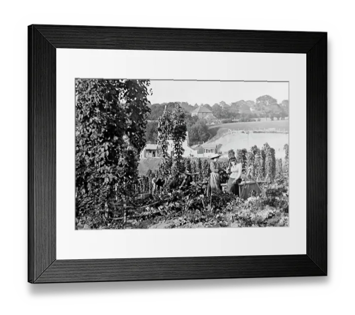 Framed Print : The Hop Garden, Goudhurst, Kent, Victorian period Framed Print : The Hop Garden, Goudhurst, Kent, Victorian period