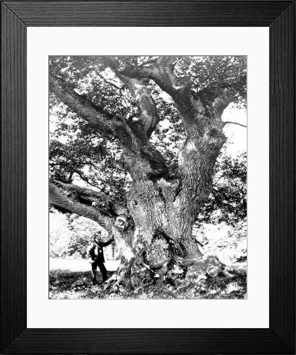 Framed Print : The Capon Tree, Jedburgh, Victorian period Framed Print : The Capon Tree, Jedburgh, Victorian period