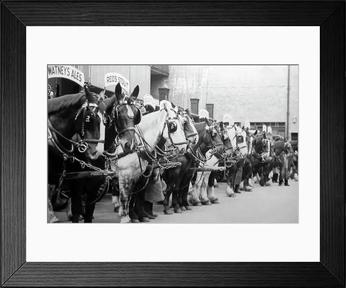 Framed Print : Dray horses, Watney's Brewery Framed Print : Dray horses, Watney's Brewery