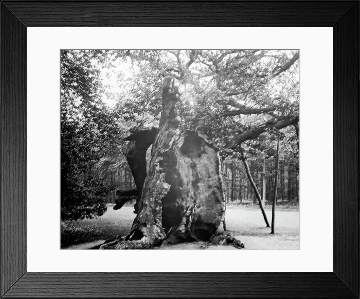 Framed Print : The Shambles Oak, Sherwood Forest Framed Print : The Shambles Oak, Sherwood Forest