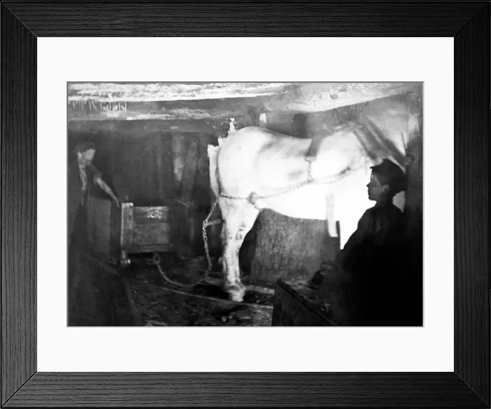 Framed Print : A child miner with a pit pony in an English coal mine Framed Print : A child miner with a pit pony in an English coal mine