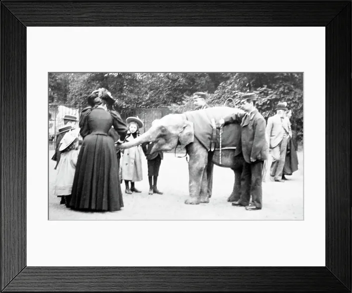 Framed Print : Baby elephant at a zoo, probably London Zoo Framed Print : Baby elephant at a zoo, probably London Zoo