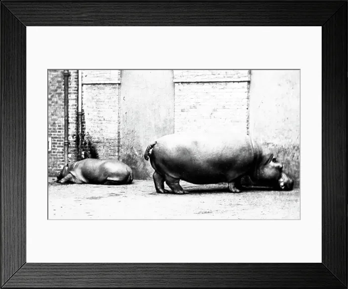 Framed Print : Hippos at London Zoo in the 1870s. Obaysch and Guy Fawkes Framed Print : Hippos at London Zoo in the 1870s. Obaysch and Guy Fawkes