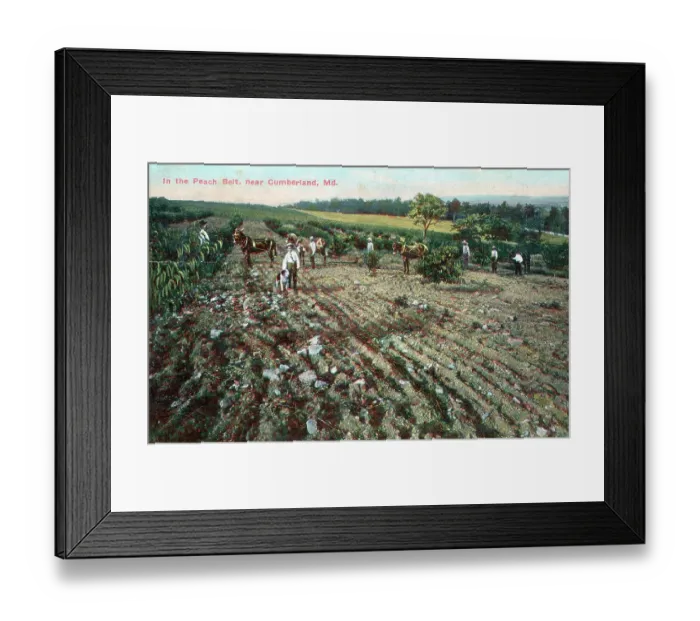 Framed Print : In the Peach Belt near Cumberland, Maryland, USA Framed Print : In the Peach Belt near Cumberland, Maryland, USA