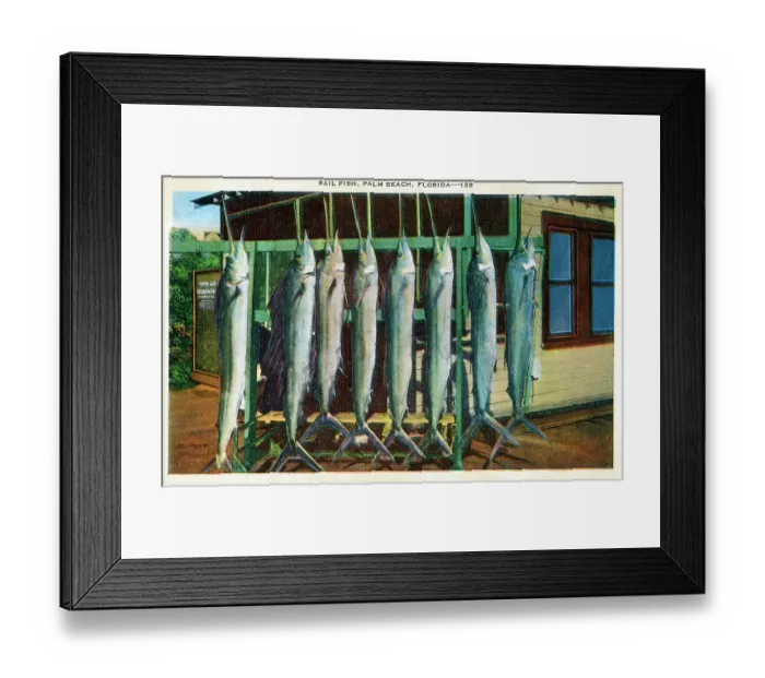 Framed Print : Sailfish, Palm Beach, Florida, USA Framed Print : Sailfish, Palm Beach, Florida, USA