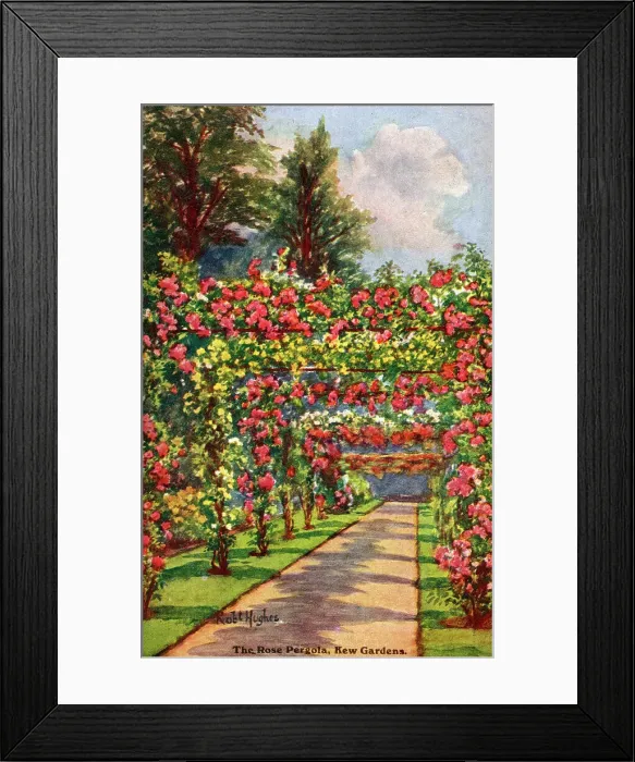 Framed Print : The Rose Pergola, Kew Gardens, West London Framed Print : The Rose Pergola, Kew Gardens, West London