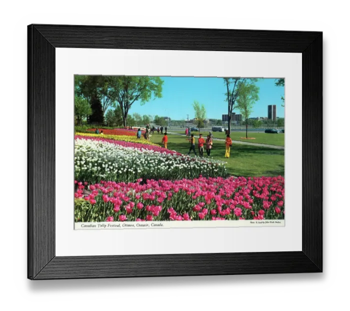 Framed Print : Ottawa, Ontario, Canada - Canadian Tulip Festival Framed Print : Ottawa, Ontario, Canada - Canadian Tulip Festival