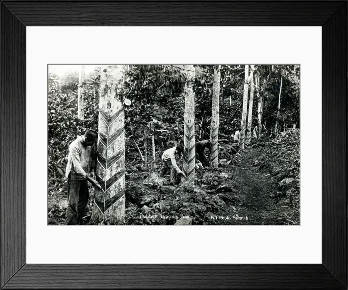 Framed Print : Tapping trees for rubber in Samoa Framed Print : Tapping trees for rubber in Samoa