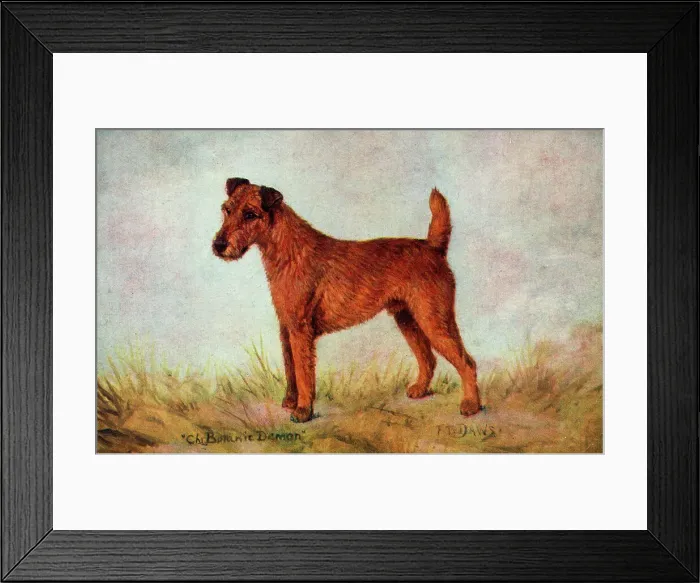 Framed Print : Champion Irish Terrier - Ch. Botanic Demon Framed Print : Champion Irish Terrier - Ch. Botanic Demon