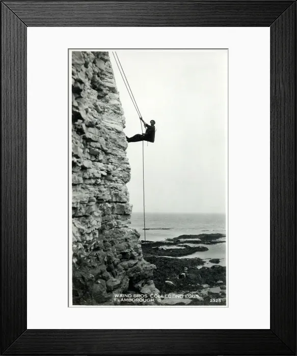 Framed Print : Waind Bros. collecting eggs - Flamborough, Yorkshire Framed Print : Waind Bros. collecting eggs - Flamborough, Yorkshire