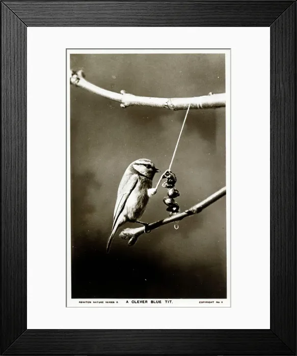 Framed Print : A Blue Tit feeding Framed Print : A Blue Tit feeding