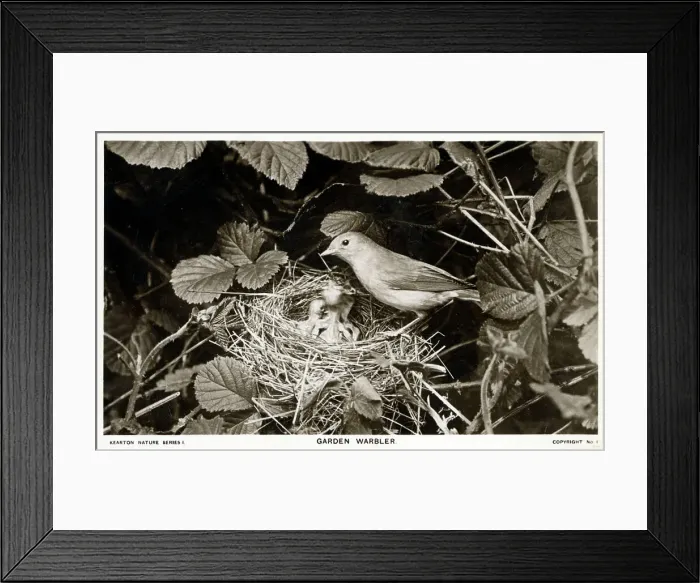 Framed Print : Garden Warbler (Sylvia borin) Framed Print : Garden Warbler (Sylvia borin)