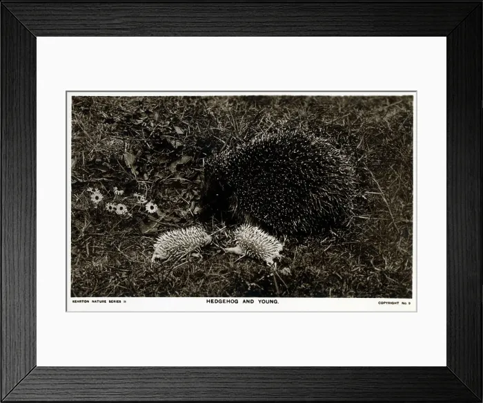 Framed Print : Hedgehog and young Framed Print : Hedgehog and young