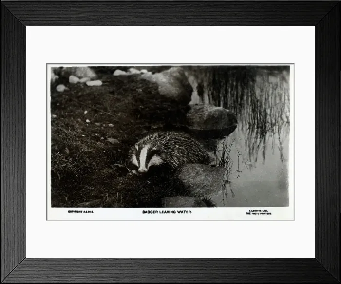Framed Print : A Badger leaving water Framed Print : A Badger leaving water