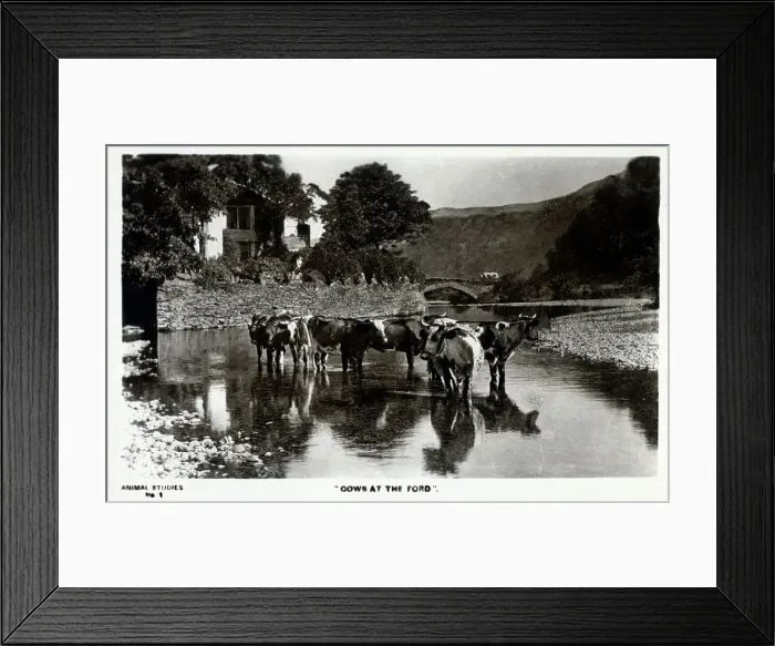 Framed Print : Cows at the Ford Framed Print : Cows at the Ford