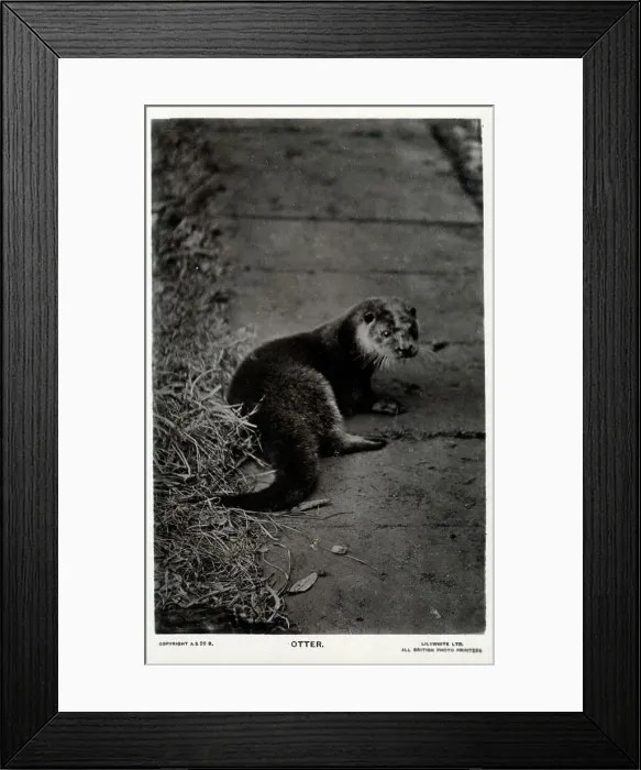 Framed Print : Otter. Date: circa 1910s Framed Print : Otter. Date: circa 1910s