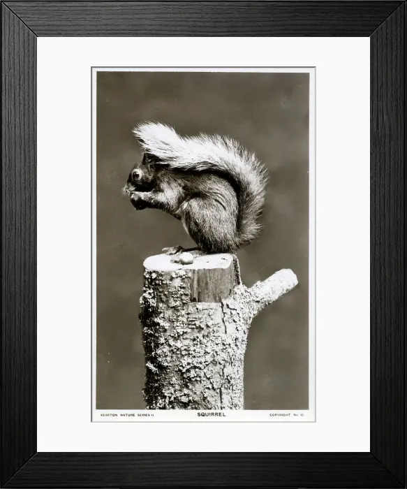 Framed Print : Red Squirrel eating a nut on a tree stump Framed Print : Red Squirrel eating a nut on a tree stump