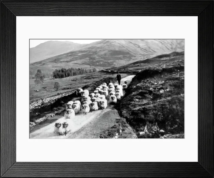 Framed Print : Sheep farmer. Glen Buckie near Stirling, Scotland Framed Print : Sheep farmer. Glen Buckie near Stirling, Scotland
