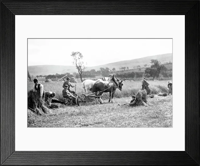 Framed Print : Farming (reaping) Framed Print : Farming (reaping)