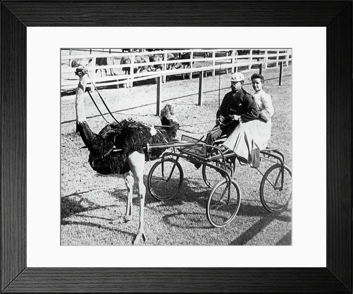 Framed Print : Ostrich racing, Kansas, USA Framed Print : Ostrich racing, Kansas, USA
