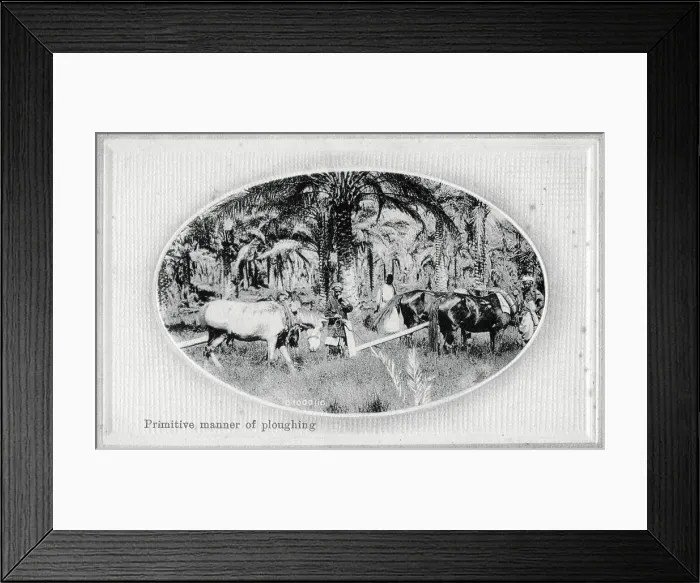 Framed Print : Ploughing with teams of horses in Iraq Framed Print : Ploughing with teams of horses in Iraq