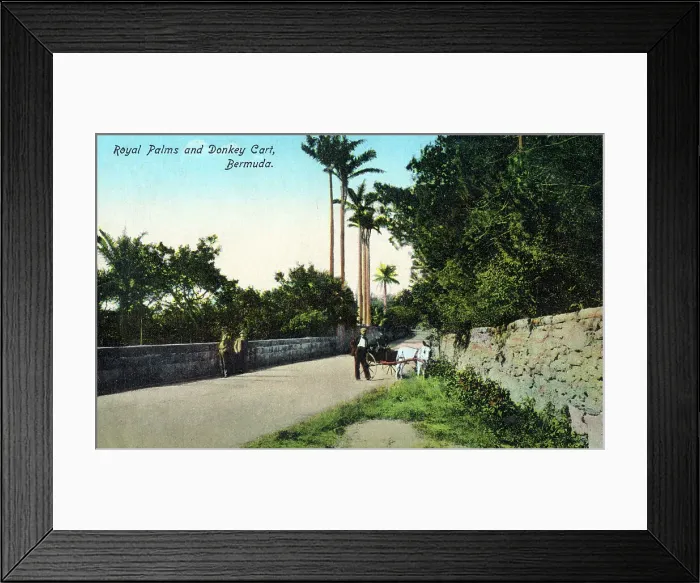 Framed Print : Royal Palms and Donkey Cart, Bermuda Framed Print : Royal Palms and Donkey Cart, Bermuda