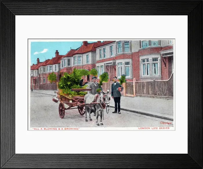 Framed Print : A mobile Plant Seller - London LIfe Series Framed Print : A mobile Plant Seller - London LIfe Series