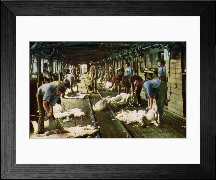 Framed Print : Shearing Sheep in Australia Framed Print : Shearing Sheep in Australia